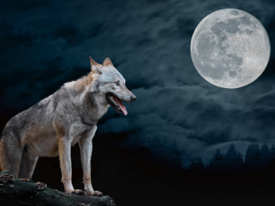 Was ist dran am Mythos, dass Hunde den Mond anjaulen.