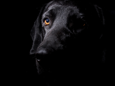 Black dog breeds don't always have it easy when it comes to placement