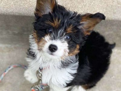 12-amazing-facts-about-corgipoos-dog-breed-7