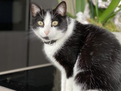 Katze schaut fragend in die Kamera: Wie lange können Katzen alleine bleiben?