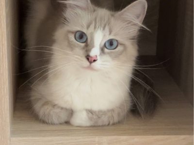 Ragdoll-Katze mit tiefblauen Augen als effektive Therapiekatze
