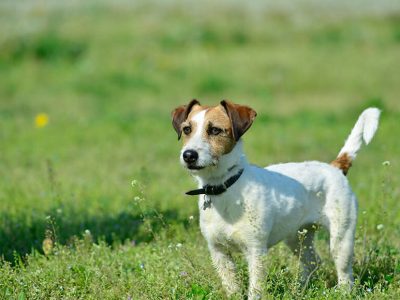 Danish dog breed Dansky