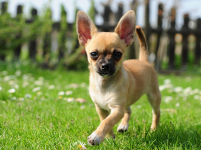 Chihuahua, idealer Hund für Menschen mit Vollzeitjob