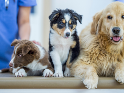 dogs waiting for a health check-up in a modern veterinary clinic in Germany.