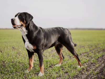 Ein imposanter Grosser Schweizer Sennenhund