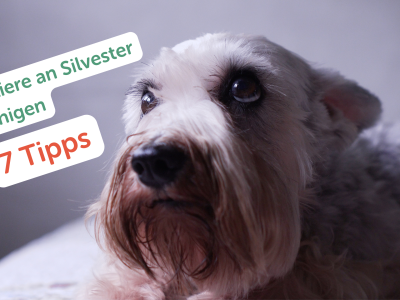 Cover Foto zum Thema Haustiere an Silvester beruhigen