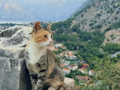 Katze Kotor