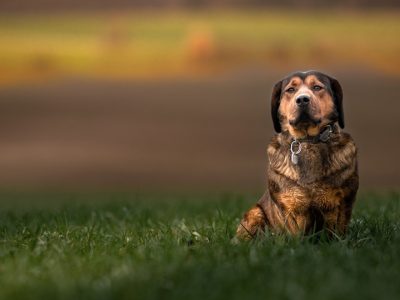 Photo: Josef_Svoboda, Shutterstock