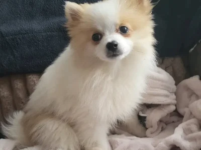 Pomeranian Coco 
by Miranda