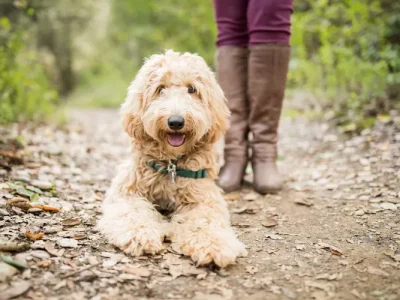 FOTO: GETTY/PURPLE COLLAR PET PHOTOGRAPHY