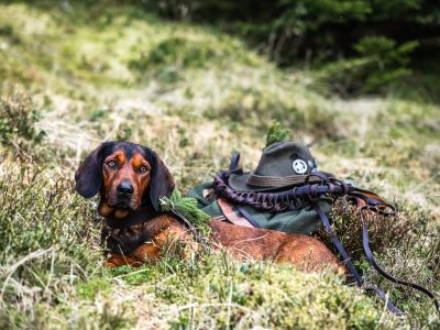 Alpenländische Dachsbracke auf Jagd © hannahassil.at