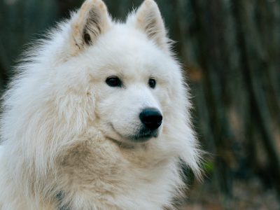 Inca is a Samoyed and was captured pretty much perfectly in this picture, right?
