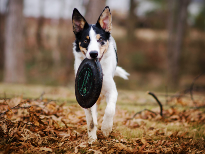 Dog Training