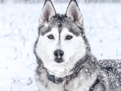 Husky im Schnee