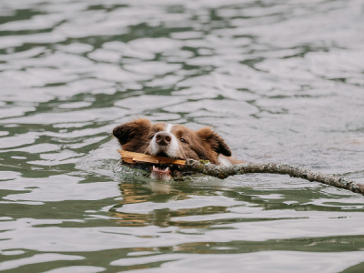 Ein Hund schwimmt im klaren Wasser des Grunewaldsees in Berlin.