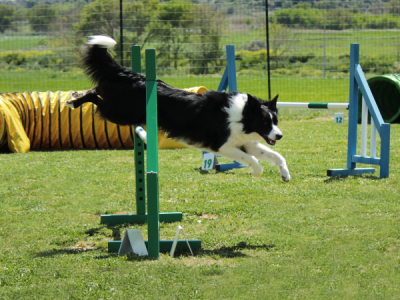 Sportiest Dog Breeds Olympics