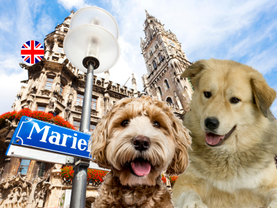 munich with dog