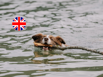 Dogs love the Grunewaldsee in Berlin for swimming