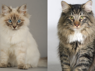 Siberian Forest Cat vs. Norwegian Forest Cat