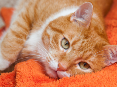 Katze liegt in einer ruhigen Umgebung