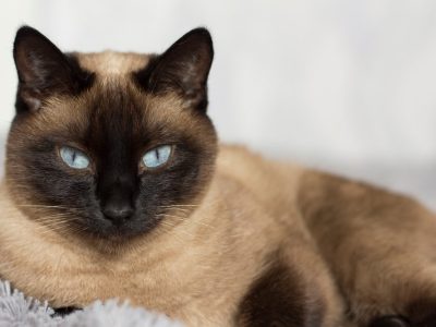 Source: Linalyan / Shutterstock.com