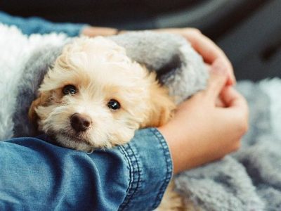 best-and-worst-dog-breeds-for-allergies-01-1440x810-1