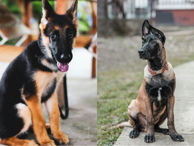 Vergleich: Belgischer Malinois vs. Deutscher Schäferhund