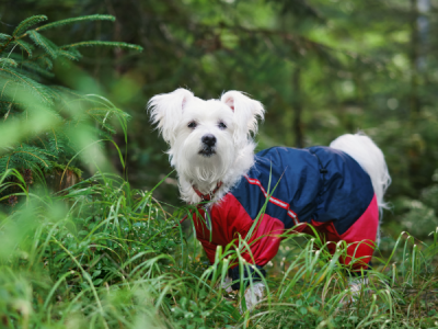 A raincoat can be useful for some dogs.