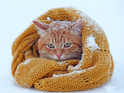 Cat cuddled up in a scarf in the snow