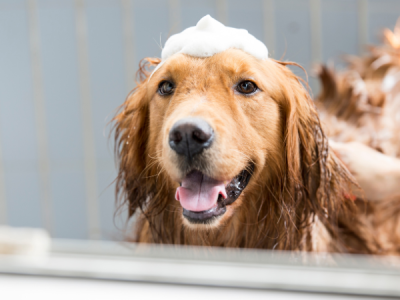 General hygiene measures for dogs - this is recommended