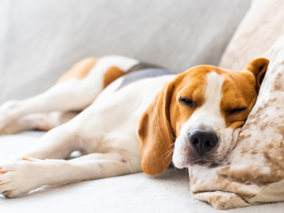 Beagle erschöpft vom Parvovirose