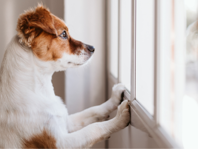 Classic image of a waiting dog at home: Alone at the window