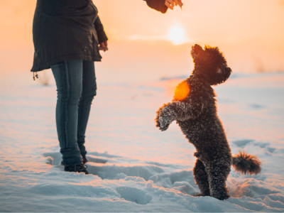 Glücklicher Hund im Schnee mit Frauchen