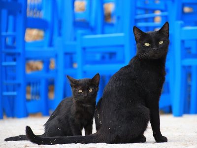 cat-two-black-greece-preview