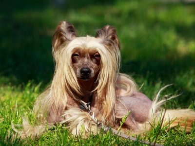 chinesische-schopfhund-im-grass