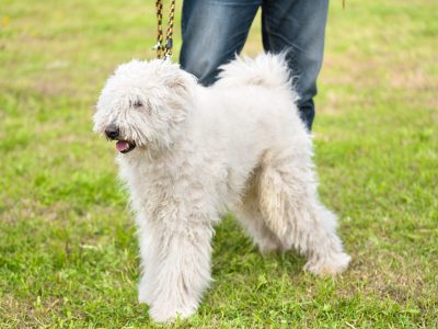 Komondor