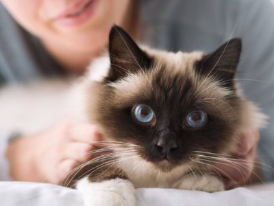 Burmese cat in therapy: Its impressive blue eyes and mild temperament make it an ideal companion for therapeutic interventions that provide calm and comfort.