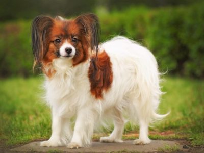 beautiful dog breed Papillon is in the show position in the summer on the track