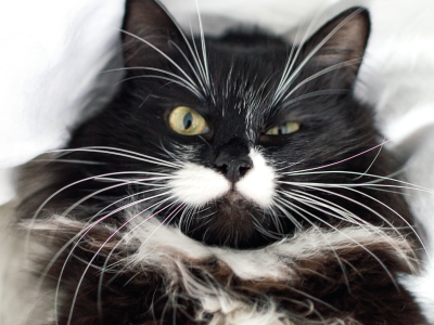 movember cat