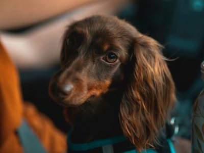 pexels-alfomedeiros-13293906