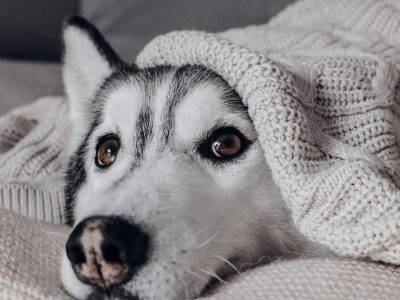 Hund entspannt zu Hause