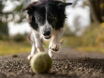 Border Collie mit Spielball