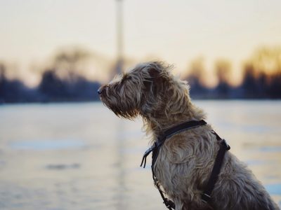 A large Irish wolfhound stands upright and calm, its dense coat gleaming in the sunlight, while its gaze radiates friendliness and serenity.