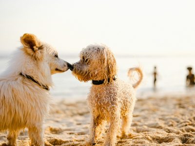 Zwei Hunde beschnüffeln sich am Strand