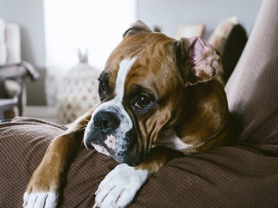 pexels-chris-shafer-1769538