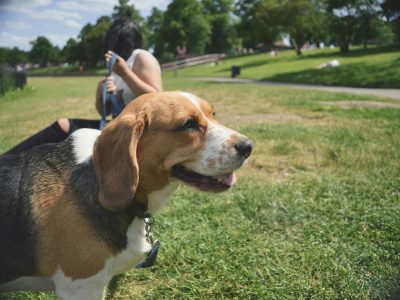 Betreuung für Hunde diese Möglichkeiten gibt es Vergleich symbolisiert durch Beagle im Park mit Sitterin