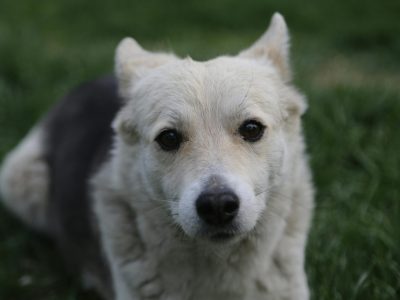 Trennungsangst beim Hund