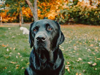 Schwarzer Labrador draußen auf einer Wiese blickt in die Kamera