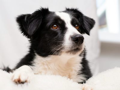 Fotogener Border Collie