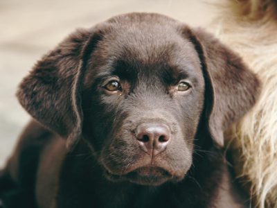 Labrador Retriever Welpe in schokobraun